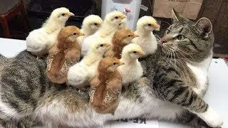 Cat & Dog 😻 🐶 funny videos #2