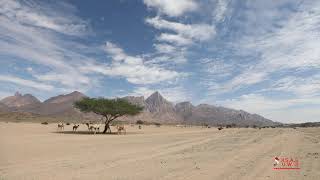 DESERT AND CAMELS TIMELAPSE VIDEO - COL VE DEVELER