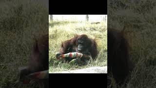 Orangutan Takes Off Arm Sleeve.