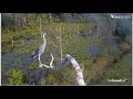 Video 2012 07 05 052642 Cornell GBH fiver fledges 8 15 am cam 2