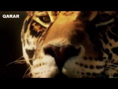 Rabia Tabassum New Pashto Nice Song (Qarara Rasha By Female...