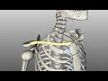 clavicular