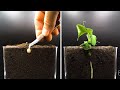 Growing Dwarf Pea Time Lapse - Pea to Pod in 34 Days (Mars Hydro grow light)