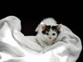 kitty meow Video