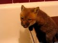 Baby Fox "Swift"