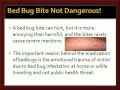 Discover How to Get Rid Of Bed Bugs