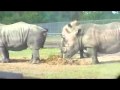 Rhino Poop