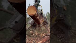 How To Process Wood With The 1270G Harvester #Automobile #Harvester #Tree #Johndeere #Viral #Wood #