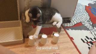 Snow cup and ball trick compliation!
