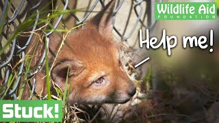 Young baby FOX gets his head STUCK in a garden fence!