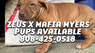 American Pit Bull Terrier Litter 49 X Gr Ch Stps Buck Rom 19 X Gr Ch Mayday Rom Real Apbt