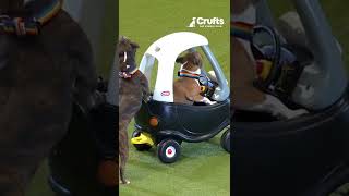 Did You Know Staffies Can Drive Cars?