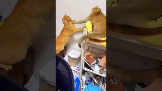 Cat Video