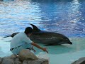 名古屋港水族館　トレーナーと遊ぶイルカ