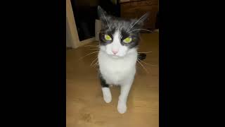Mem Cats