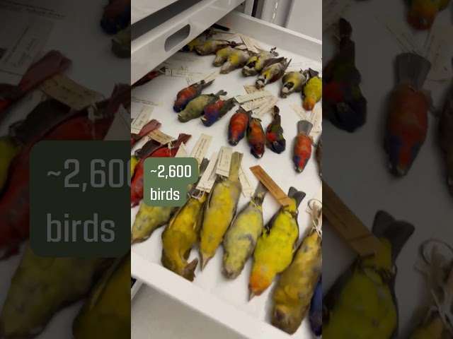 Watch Check out UCO’s Natural History Collections! on YouTube.