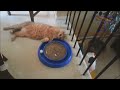 Cats are so funny you will die laughing - Funny cat compilation
