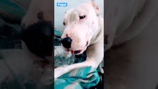 Pepsi Pitbull Terrier Apbt