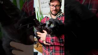 funny cats 😂 episode 255 #shorts