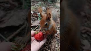 This Strawberry Is Fighting Back