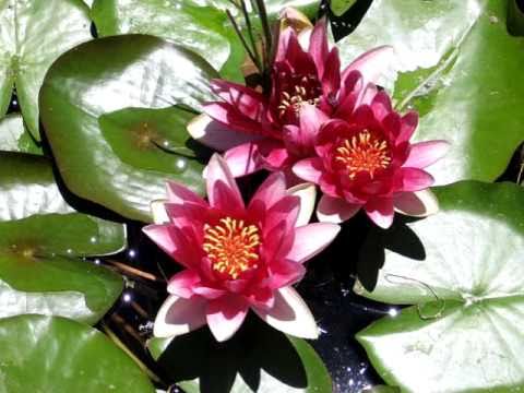 morning meditation- Zen garden