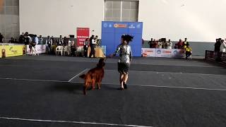 dog funny | funny dog videos | funny dogs compilation | dog | dogs | كلاب مضحكة | chiens drôles