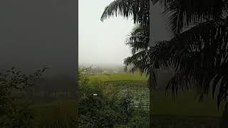 Sgtea Di Kampung Negla Purwasari Cisayong
