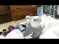 オカメインコの可愛い鳴き声