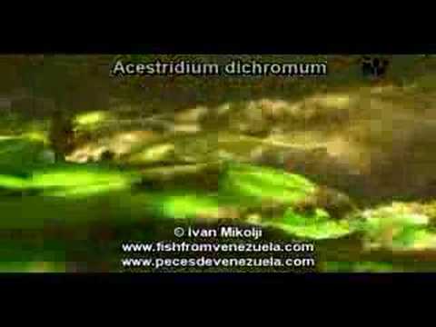 Header of Acestridium dichromum
