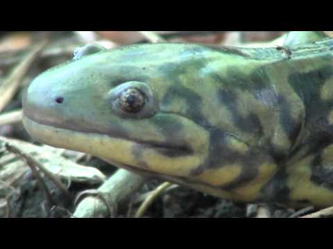 Header of Ambystoma tigrinum melanostictum