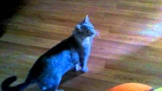 Eli The Cat Listens To Cat Music