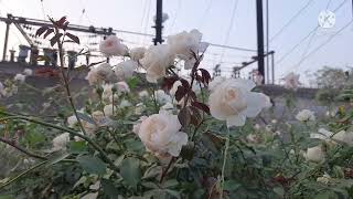 My White Roses White Rose Plant