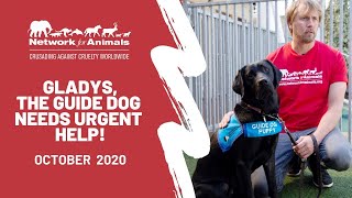 Gladys, the guide dog needs URGENT help!