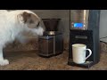 The Most Helpful Dog in the World: Jesse