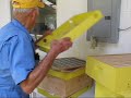 OJ Blount Top Bar Hive with Lime & Viewing Window - Video #5.avi