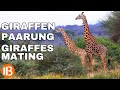 Giraffen Paarung - Giraffes Mating