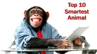 বিশ্বের সবথেকে বুদ্ধিমান ১০টি প্রাণী | Top 10 Most Intelligent Animals in World | Smartest Animals