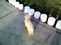 Mi perrito Owen