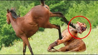 38 Moments When Predators Attack Wild Horses And This Is The Price To Pay Animal Fight