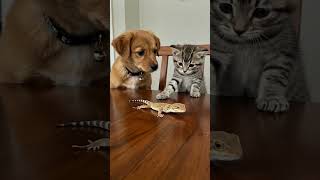 The Kitten Is Facing A Real Dilemmacuriosity Or Caution?
