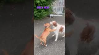Staffie 6 Mois