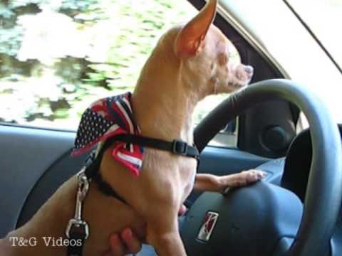 Chihuahua Drives for Ice Cream
