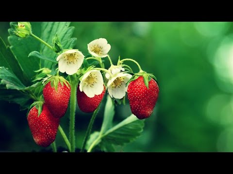 Beautiful Images of Nature _ Hình ảnh đẹp từ thiên nhiên