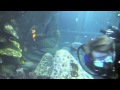 Linus Torvalds Shark Tank Dive