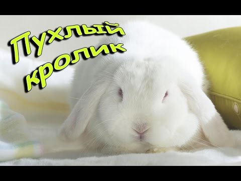 Порно Пухлый Кролик