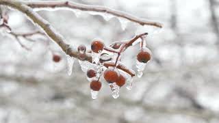 Snow Melting On Berries Of A Tree