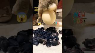 Rabbit Giving Birth To Cute Baby Bunnies With Big Egg