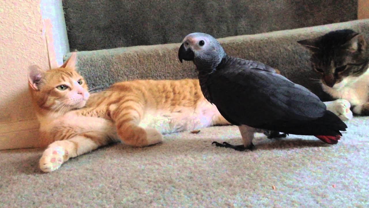 African Grey and Cat best friends YouTube
