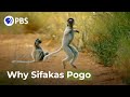 Why Do Sifakas Pogo?