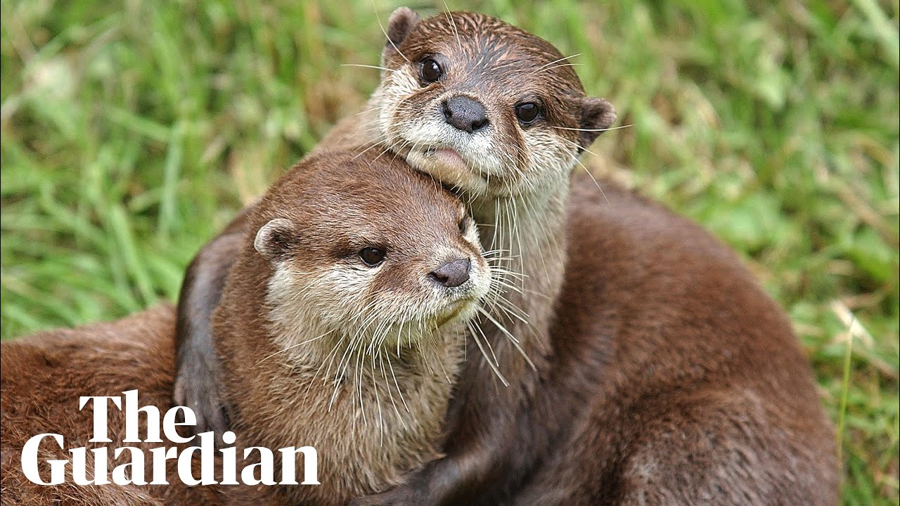 ‘You can’t furlough an otter’: how coronavirus devastated a family-run zoo
